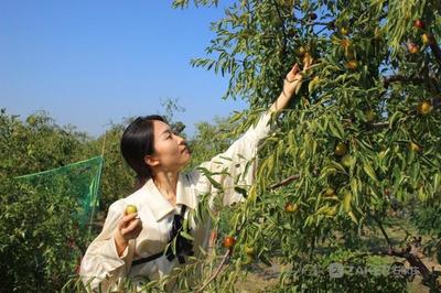 迎佳節(jié)慶豐收 黃驊冬棗開園采摘活動開幕