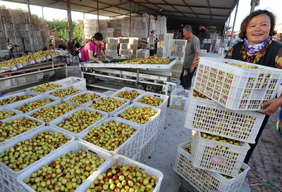 河北黃驊:金秋時節冬棗飄香