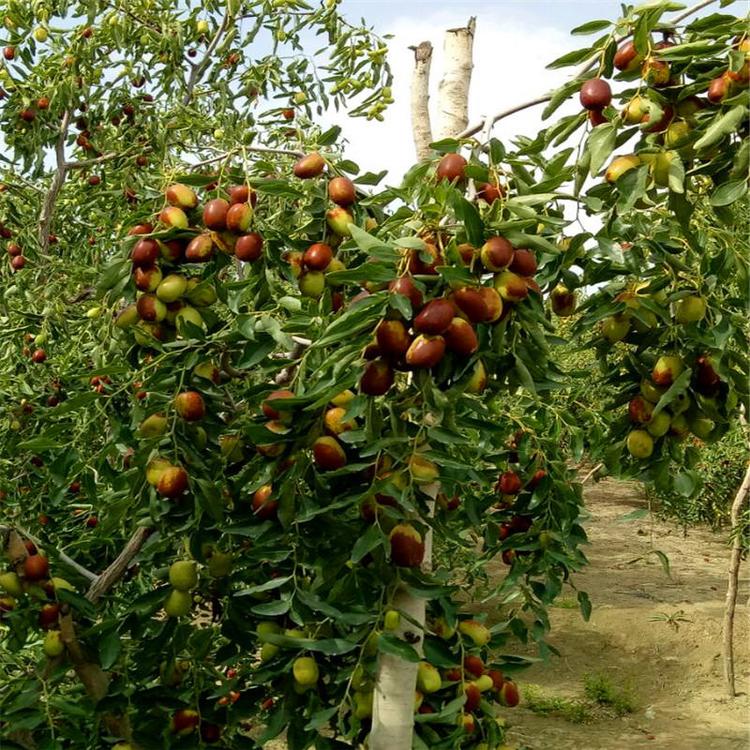 黃驊冬棗脆又甜，今秋又是豐收年