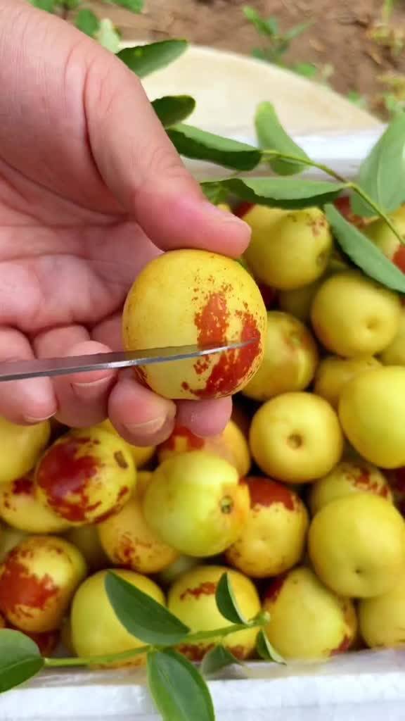 大荔與黃驊冬棗 產(chǎn)地直發(fā)，品質(zhì)鮮甜