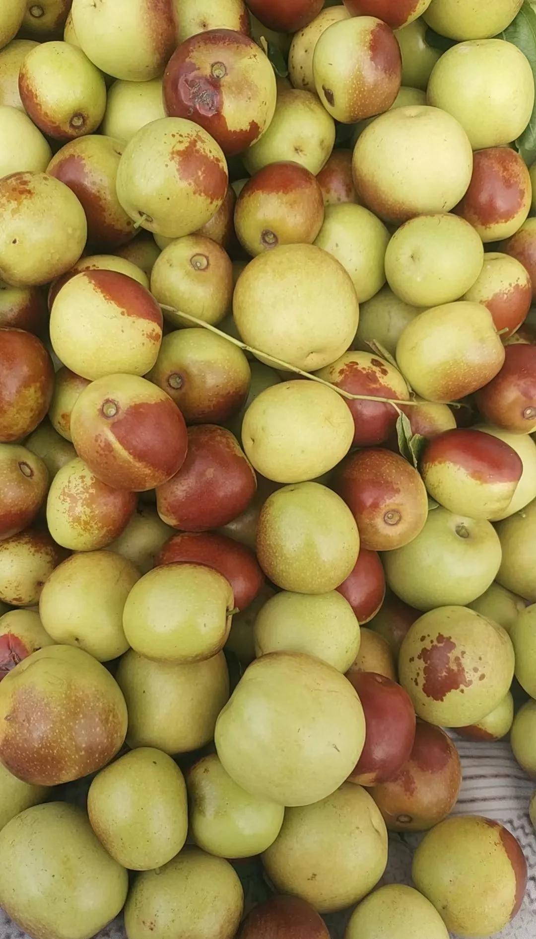 咬一口就上頭！黃驊冬棗甜到心坎里