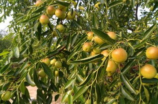 黃驊三娘冬棗采摘園全攻略 門票、地址、游玩指南及圖片分享